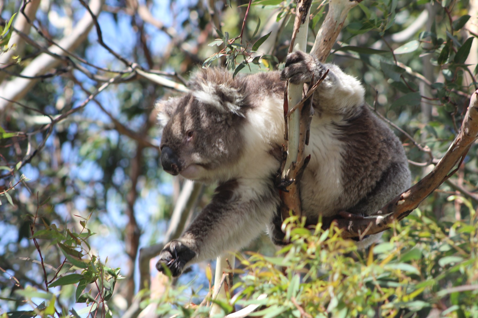 IMG_5205 a koala in a tree foraging for food