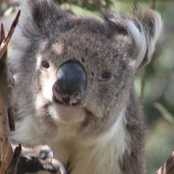 a koala in a tree on the Great Ocean Road
