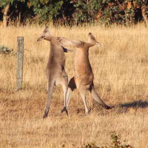 Kangaroos fighting in Australia