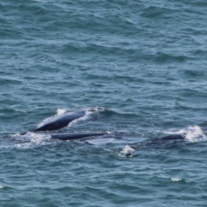 Southern Right Whales