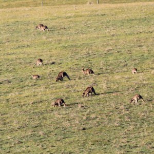 orning Kangaroo watch on the Great Ocean Road