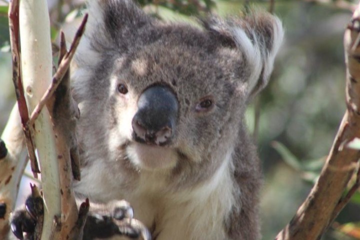 a koala bear sitting on a branch